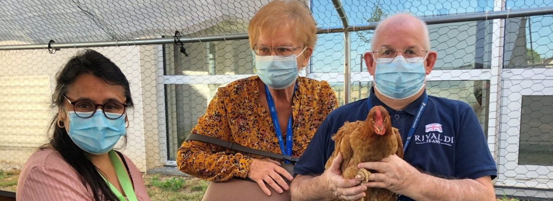 L’arrivée des poules !
